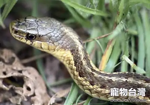 烏梢蛇飼養應該注意什麼?烏梢蛇習性介紹(1圖)-寵物台灣