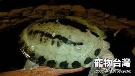 鹹水泥彩龜的生活習性(1圖)-寵物台灣