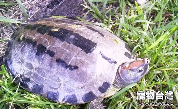 鹹水泥彩龜資料簡介(1圖)-寵物台灣