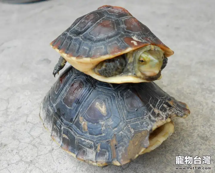 龜腮腺炎病的防治(1圖)-寵物台灣