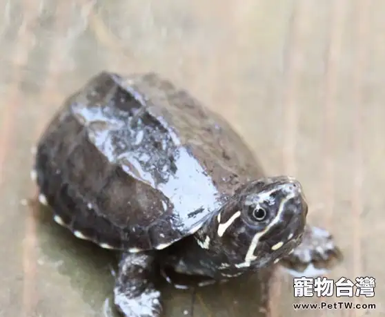 龜四肢腫脹的原因(1圖)-寵物台灣