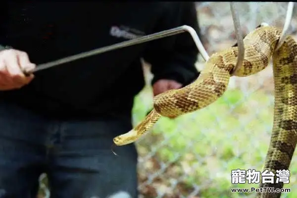 寵物蛇蛇鉤的使用介紹