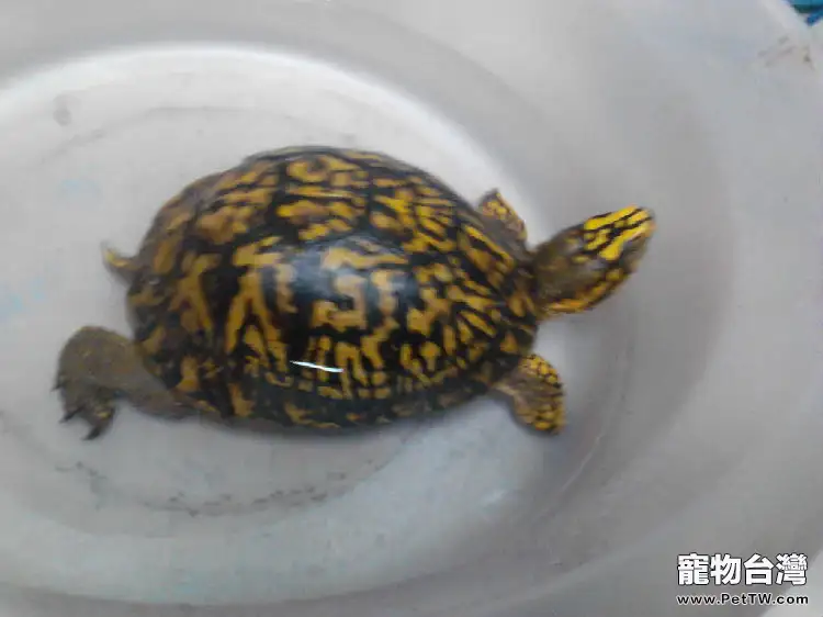 東箱龜上呼吸道感染治療案例