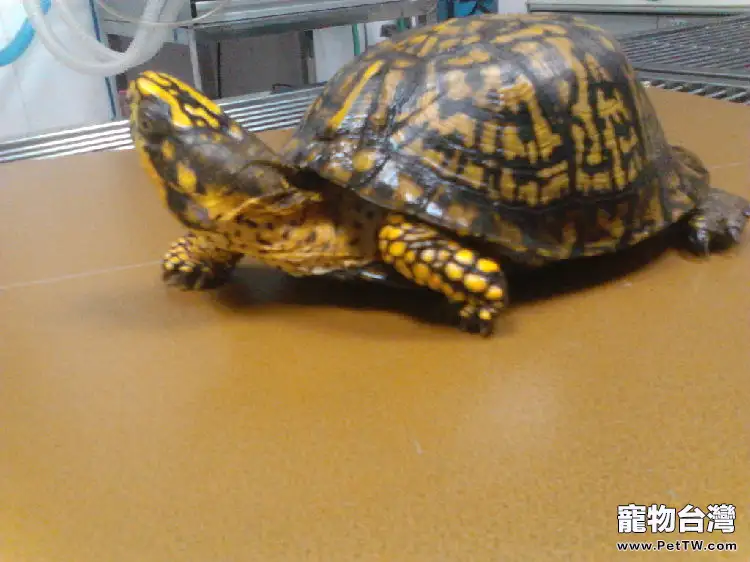 東箱龜上呼吸道感染治療案例