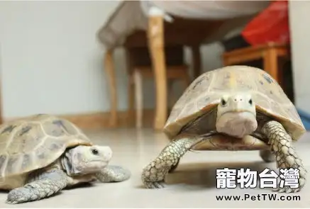 陸龜室內放養容易忽略的幾大問題(共3張圖片)-寵物台灣