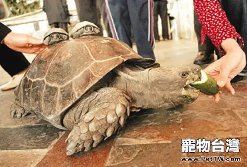 靴腳陸龜的飼養環境介紹