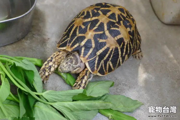 飼養印度星龜的器材解析