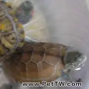 寵物龜腐皮的臨床治療案例