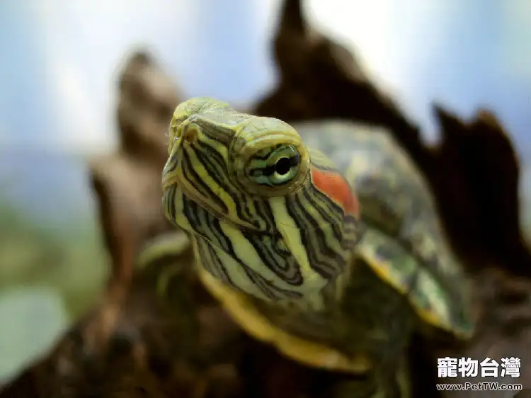 巴西龜需要怎樣的飼養環境?(1圖)-寵物台灣