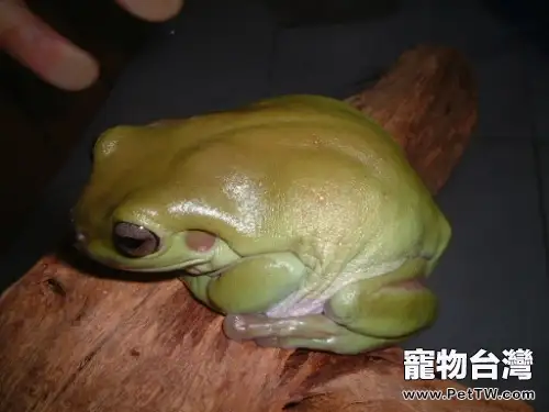 老爺樹蛙的品種簡介(1圖)-寵物台灣
