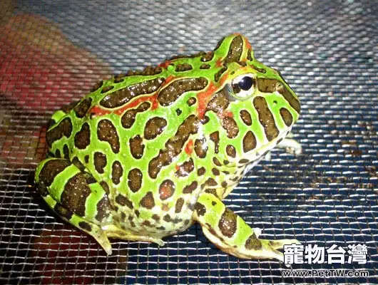 為角蛙強行餵食的注意事項(1圖)-寵物台灣