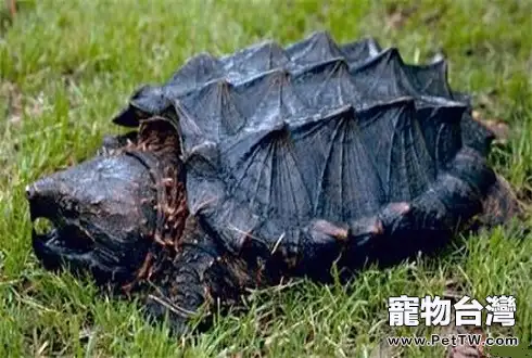 大鱷龜壽命有多長？大鱷龜怎麼養？