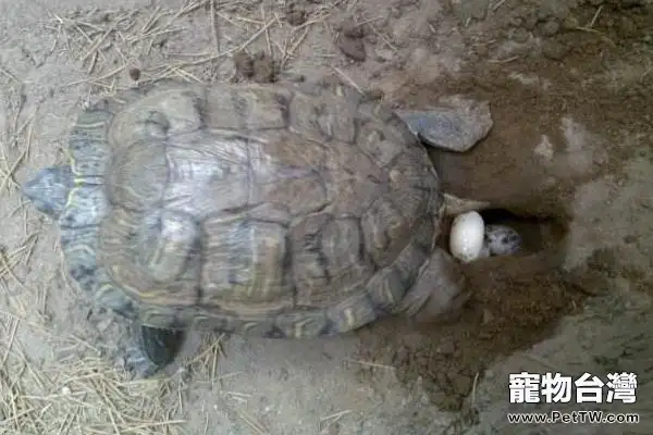 烏龜怎麼養才能生蛋