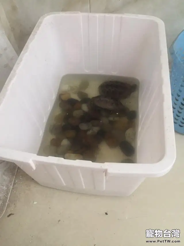 甲魚和烏龜怎麼養最好 甲魚和烏龜飼養技巧