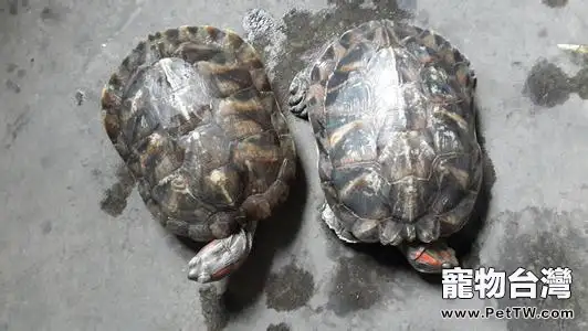 自家養的烏龜怎麼過冬 烏龜過冬注意事項