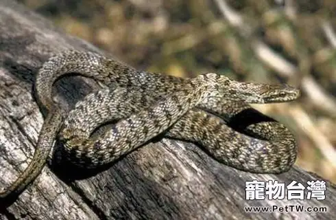 白條錦蛇怎麼養?白條錦蛇習性介紹(1圖)-寵物台灣