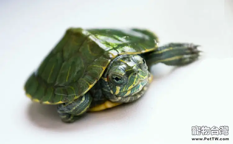 巴西龜是蛋生繁殖嗎？