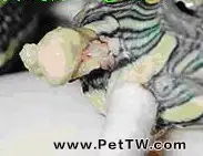 寵物龜中耳炎的臨床治療案例