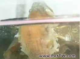 水龜類寵物龜正常蛻皮與幾種常見皮膚病的鑒別診斷