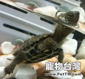 水龜類寵物龜正常蛻皮與幾種常見皮膚病的鑒別診斷
