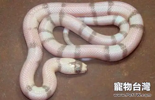 奶蛇多少錢一條?奶蛇價格(共3張圖片)-寵物台灣