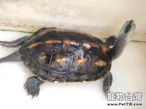 小珍珠龜怎麼養?珍珠龜能長多大?(共3張圖片)-寵物台灣