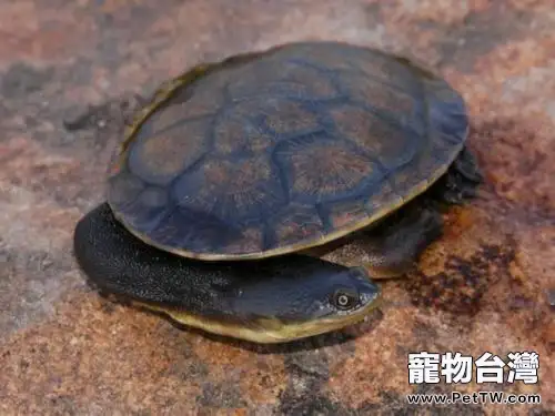 長頸龜為什麼沒人養