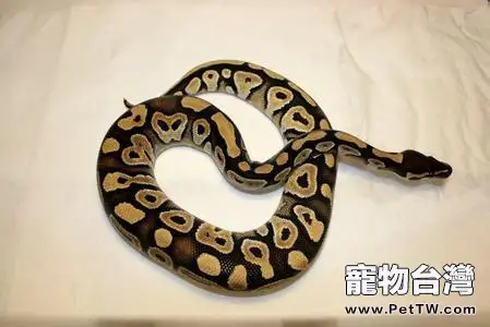 球蟒咬人嗎?球蟒價格(共3張圖片)-寵物台灣