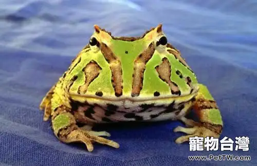 角蛙怎麼養?角蛙新手入門飼養教程(共3張圖片)-寵物台灣