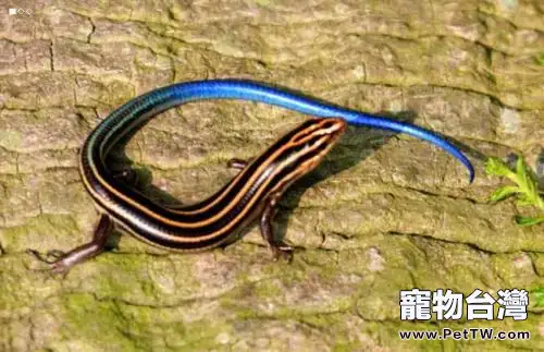 藍尾金蜥有毒嗎?藍尾金蜥吃什麼?(共3張圖片)-寵物台灣