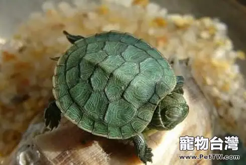 巴西龜能長多大