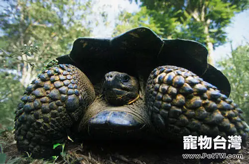 關於加拉巴哥象龜的介紹(1圖)-寵物台灣