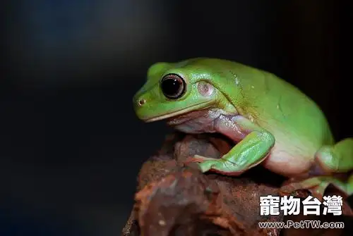 老爺樹蛙怎麼養