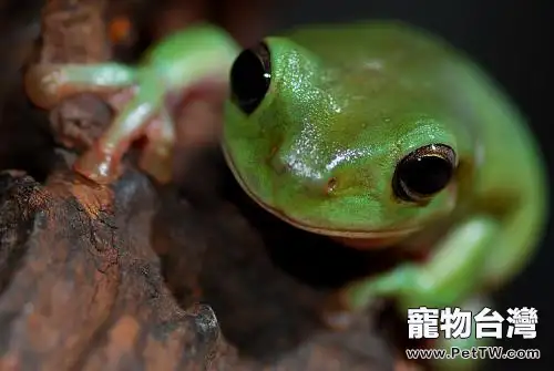 老爺樹蛙怎麼養