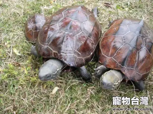 中華草龜能長多大