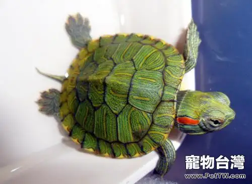 巴西龜的的壽命