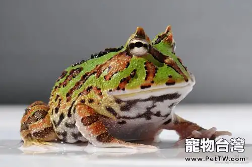角蛙吃什麼最好