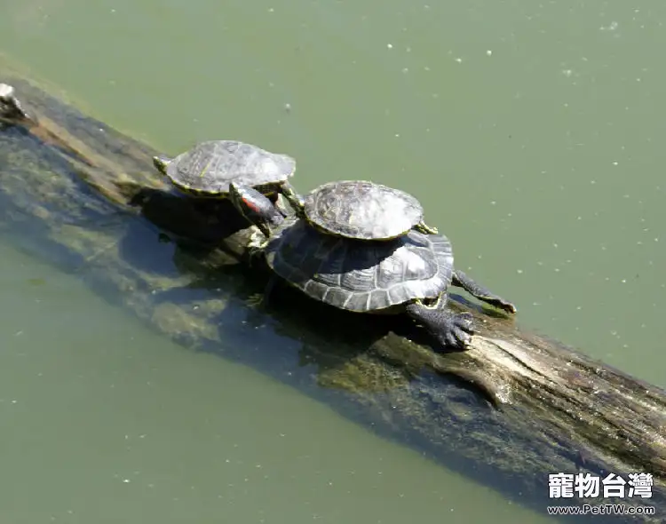 科學飼養 慎防寵物龜患痔瘡白眼病