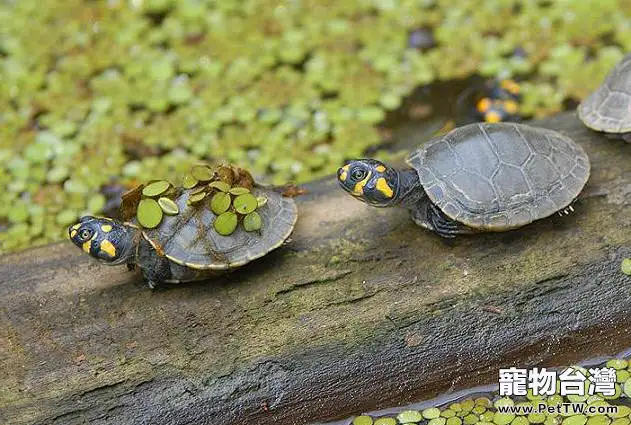 關於黃頭側頸龜的介紹