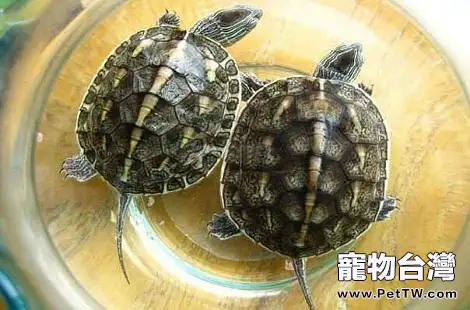 珍珠龜怎麼飼養?花龜怎麼餵養?(共3張圖片)-寵物台灣