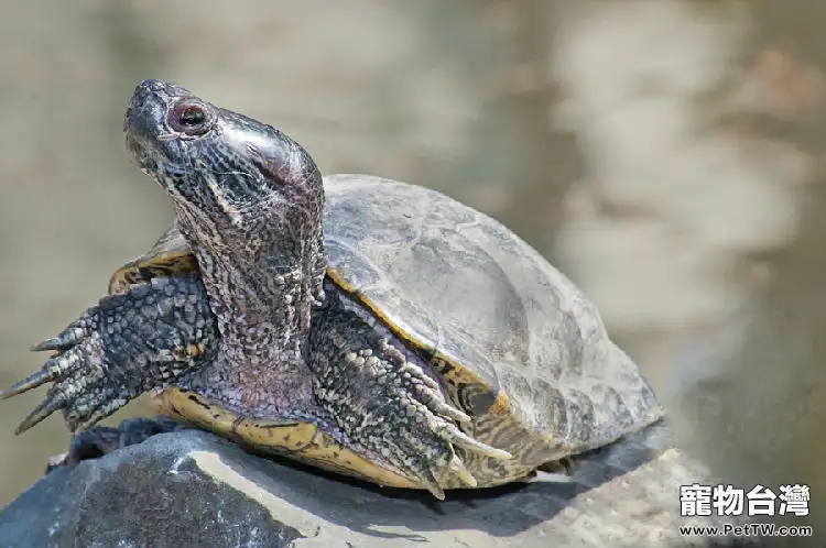 你知道寵物龜的器官功能嗎？
