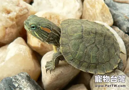 你知道巴西龜什麼時候會下蛋嗎?(1圖)-寵物台灣