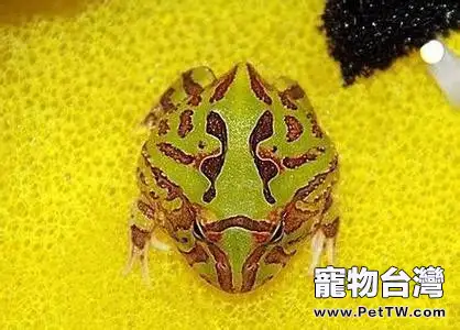 蝴蝶角蛙的品種介紹(1圖)-寵物台灣