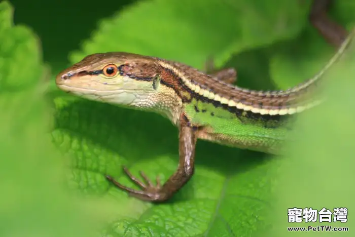 石龍子的飼養方法