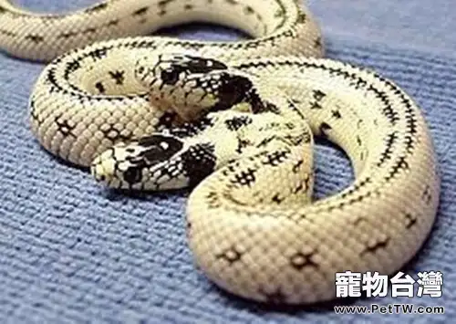玩具蛇（王蛇和奶蛇）的品種介紹