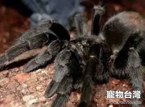 巴西黑蜘蛛的品種介紹(1圖)-寵物台灣
