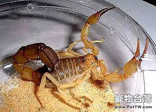 如何分辨蠍子的雌雄(1圖)-寵物台灣