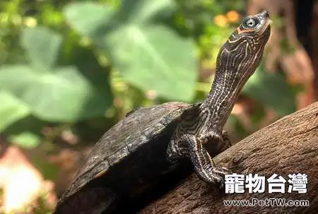 巴西龜的特點及習性