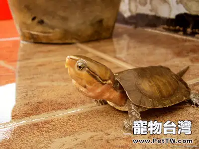 巴西龜的壽命有多長