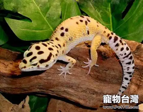 蜥蜴和守宮的常見疾病(1圖)-寵物台灣